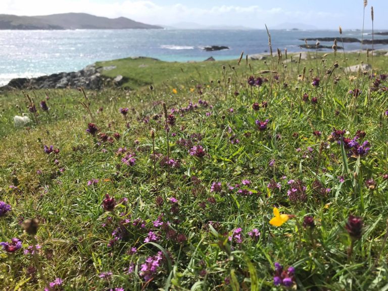 machair 768x576