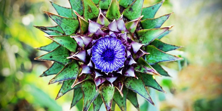 nature prickly plant flower purple food 1696 768x385