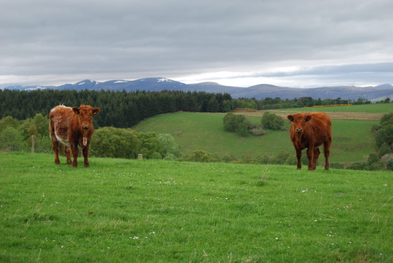 Cows in the field 768x514
