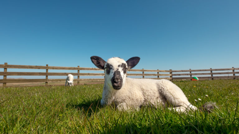 Jeff in the garden 8104 768x432