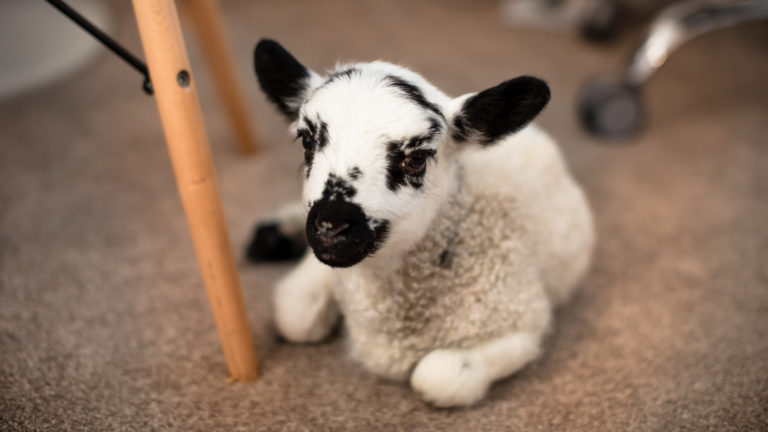 Rocky the house lamb 5969 768x432