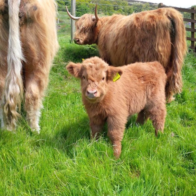 Rory our cheeky calf 768x768