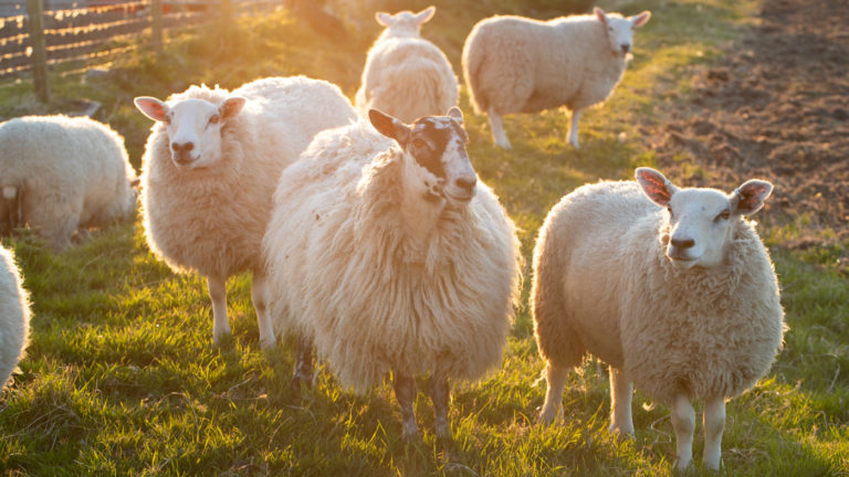 The flock 1141 768x432