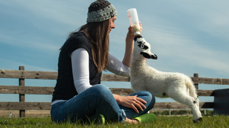 Yvonne feeding lamb 7069 768x432