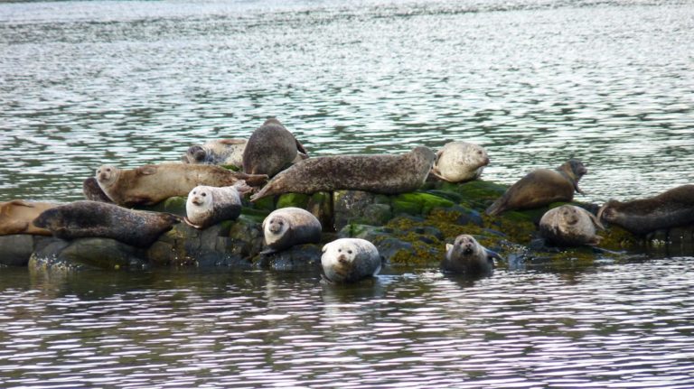 seals WEB 768x431