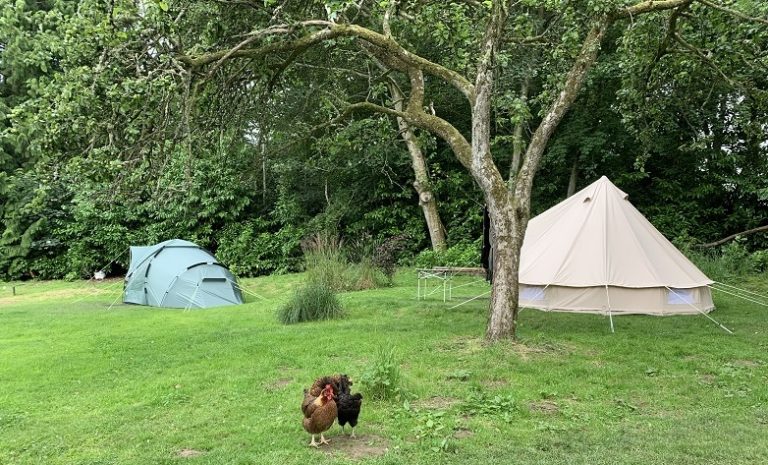 Garden tents chickens 768x465