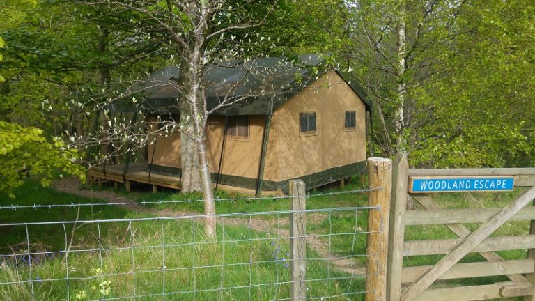 Safari Tent Woodland Escape 768x432