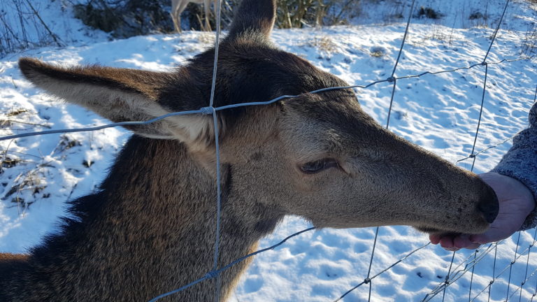 Blossom snow 768x432
