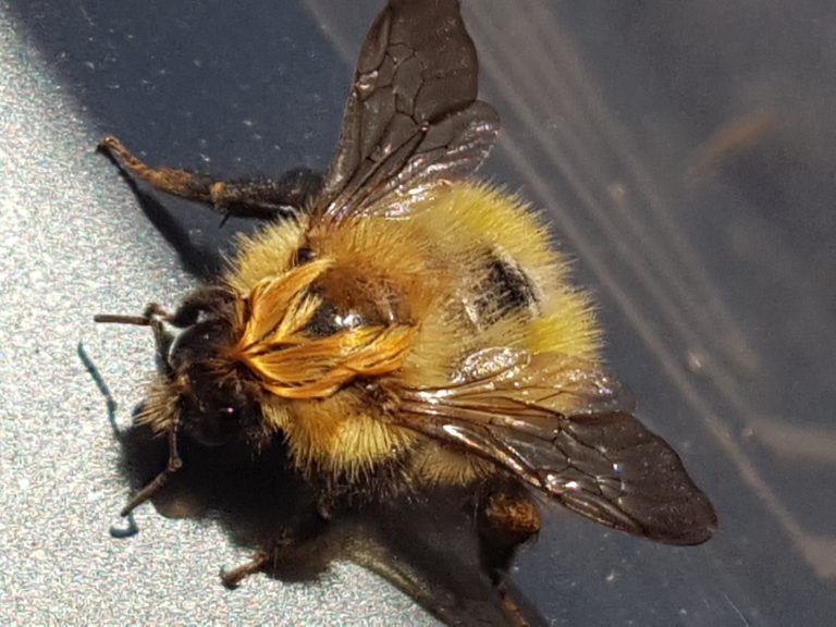 20200919 134658 bee 768x576